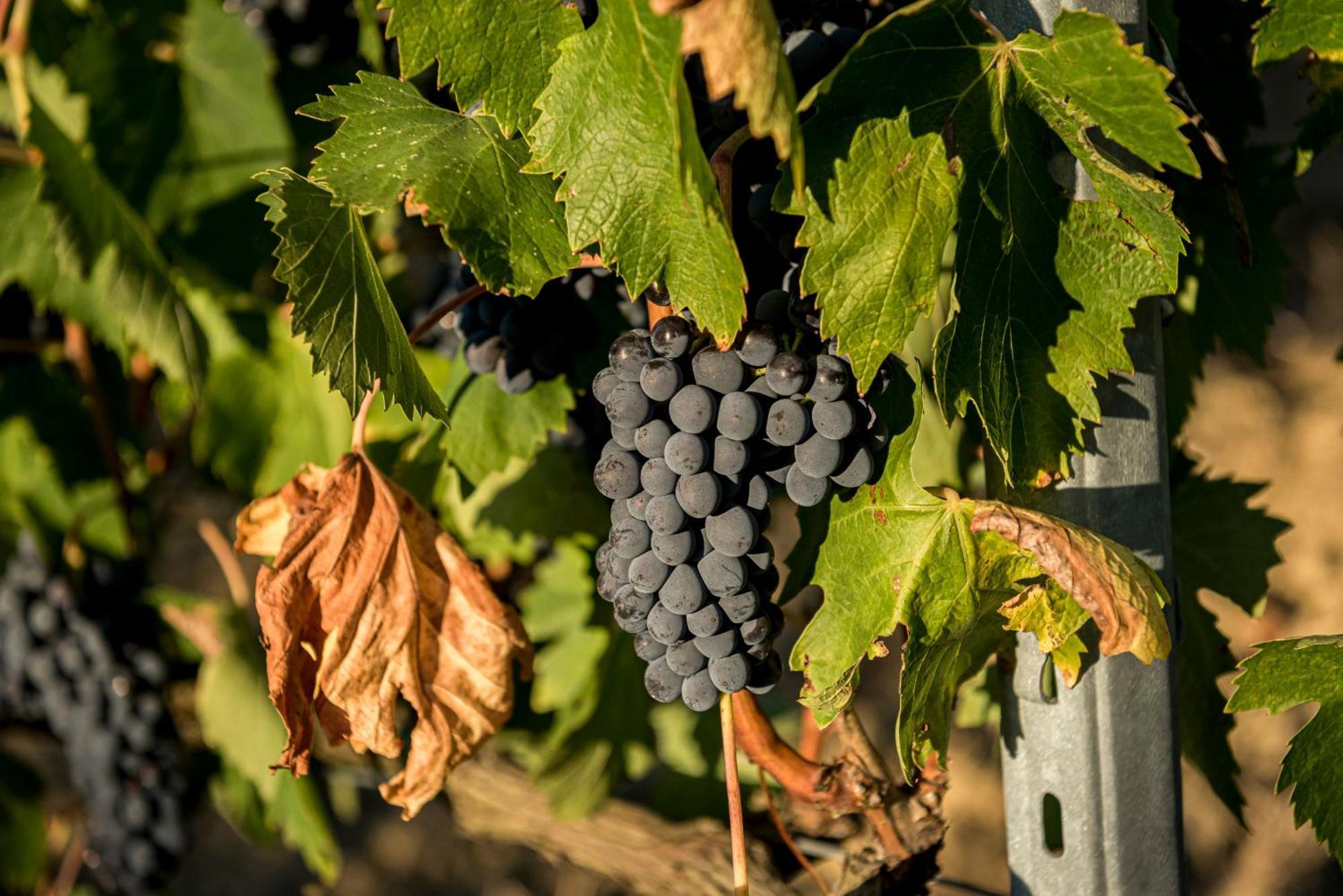 Quercegrossa Agriturismo Le Tre Pietre - Podere Nel Chianti מראה חיצוני תמונה