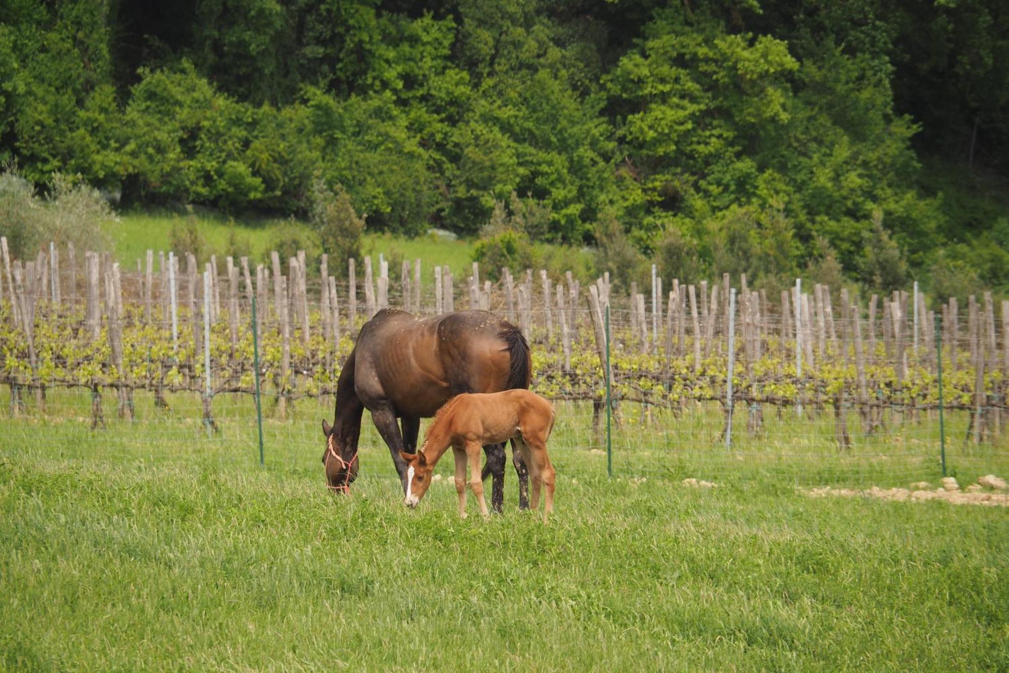 Quercegrossa Agriturismo Le Tre Pietre - Podere Nel Chianti מראה חיצוני תמונה