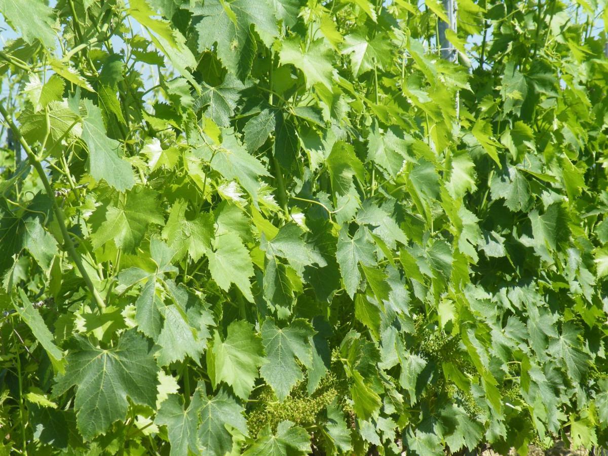 Quercegrossa Agriturismo Le Tre Pietre - Podere Nel Chianti מראה חיצוני תמונה